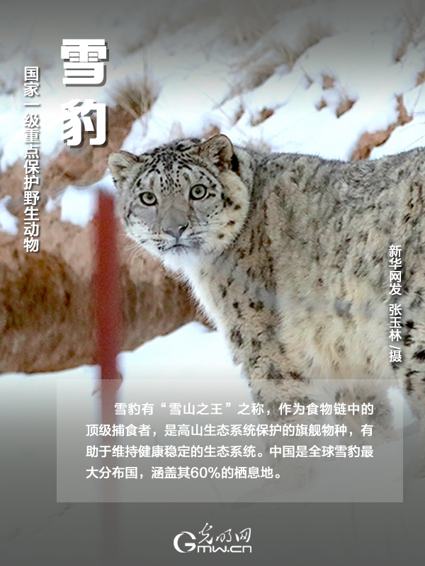 【海報】國際珍稀動物保護日|以“珍惜”守護“珍稀”