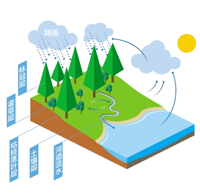 森林為什么是“水庫”？