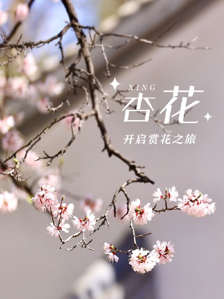 追花指南第六期！杏花雨 楊柳風(fēng) 北京最美的杏花在這里