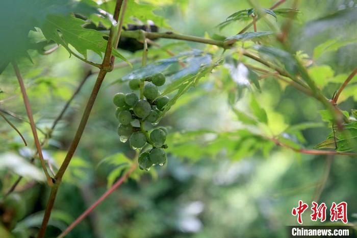 野生動物在北京：如何筑牢生物多樣性“保護網”？