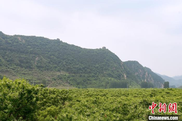 長(zhǎng)城腳下萬(wàn)畝栗花綻放，散發(fā)出淡淡清香?！『略破?攝