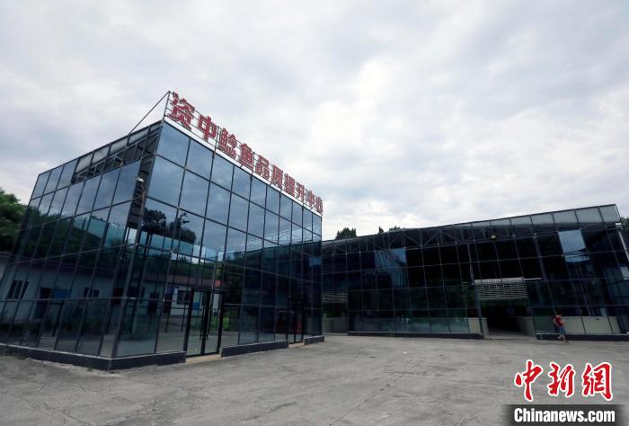 四川資中：“中國鯰魚之鄉(xiāng)”鯰魚游出致富路