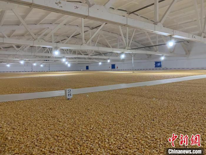 倉(cāng)內(nèi)清涼干爽、遍地金黃，上千平方米的糧食盡收眼底?！⊥趸萘?攝
