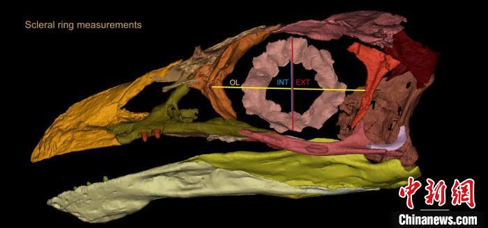熱河鳥(niǎo)STM3-8化石標(biāo)本的鞏膜環(huán)復(fù)原及測(cè)量示意圖?！『?供圖