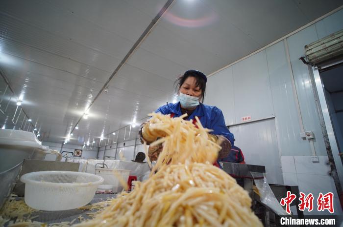 圖為一名工人正在處理切成條狀后的酸筍。　韋國(guó)政 攝