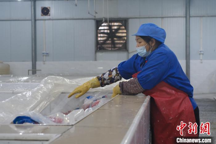 圖為一名工人正在檢查酸筍腌制情況。　劉俊聰 攝