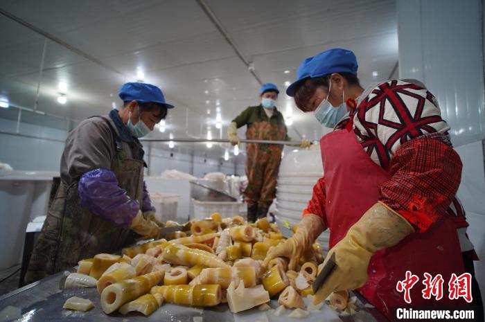 圖為多名工人正在將酸筍切成小塊?！№f國(guó)政 攝