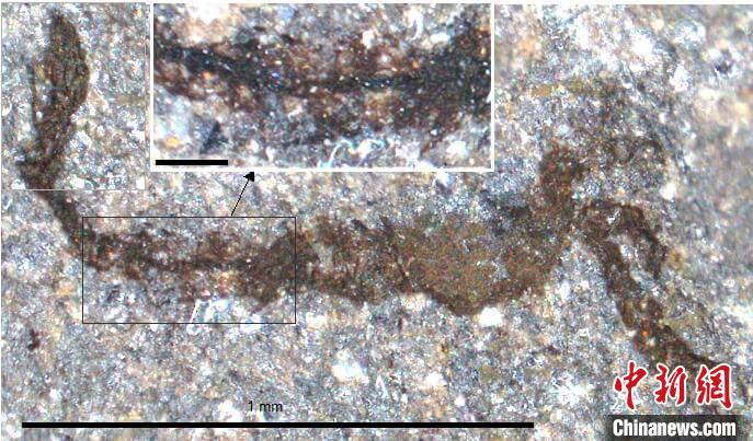 一個類似于寒武紀大附肢綱節(jié)肢動物Yohoia的新物種(圖片來自Joe Botting)。　施普林格·自然 供圖