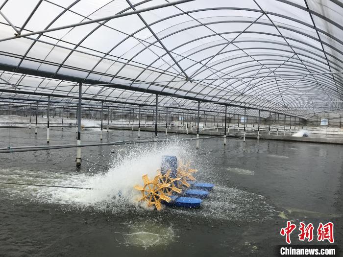 南美白對蝦養(yǎng)殖基地?！∠笊轿r蟹科技小院供圖