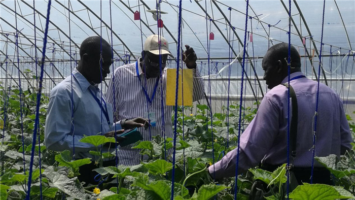 孫釗向當(dāng)?shù)剞r(nóng)戶講解粘蟲板工作原理。受訪者供圖