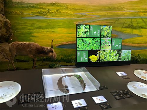   （中醫(yī)藥博物館展出的各類中藥材令人應(yīng)接不暇。中國經(jīng)濟周刊記者 郭志強 攝）