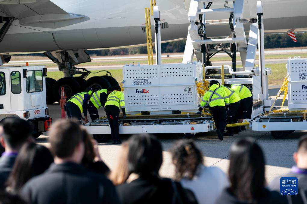 11月8日，在美國弗吉尼亞州的華盛頓杜勒斯國際機場，裝有大熊貓的特制“旅行包廂”準備運上專機。新華社記者劉杰攝