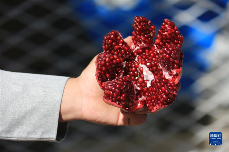 11月10日，在阿富汗首都喀布爾，商販展示產(chǎn)自阿富汗南部坎大哈省的石榴。新華社發(fā)（塞夫拉赫曼·薩菲攝）