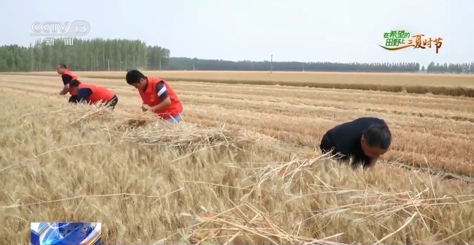 “三夏”生產(chǎn)思維導(dǎo)圖安排上了！還有政府大院等你來(lái)“曬”