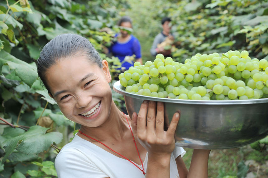 “關(guān)口葡萄谷”正成為花坪鎮(zhèn)域經(jīng)濟(jì)發(fā)展的重要增長點(diǎn)。