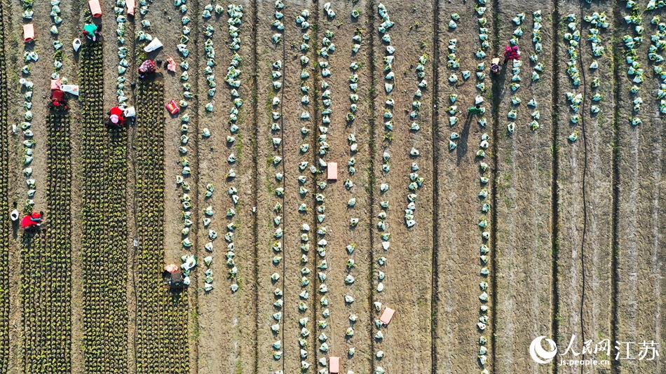 效佐社區(qū)村民對(duì)苗木進(jìn)行田間管理。丁華明攝