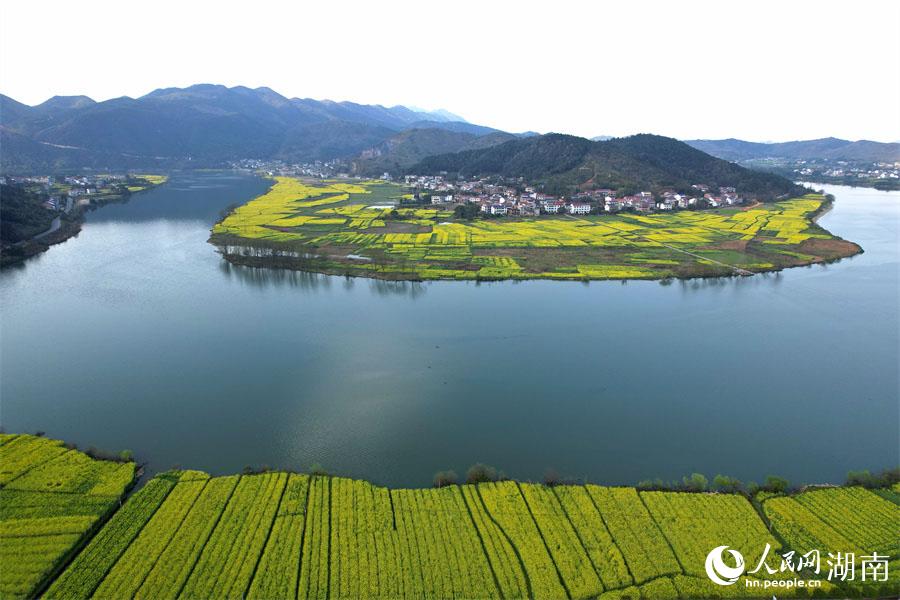 春江水暖，油菜花開。人民網(wǎng) 李芳森攝