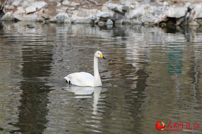 北京動(dòng)物園水禽湖上，水鳥游弋其中，傳遞春的消息。人民網(wǎng) 尹星云攝