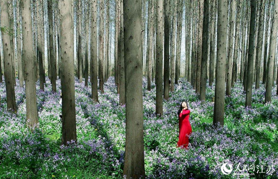 大地好像鋪上了夢幻般的地毯，分外迷人。陳義寶攝