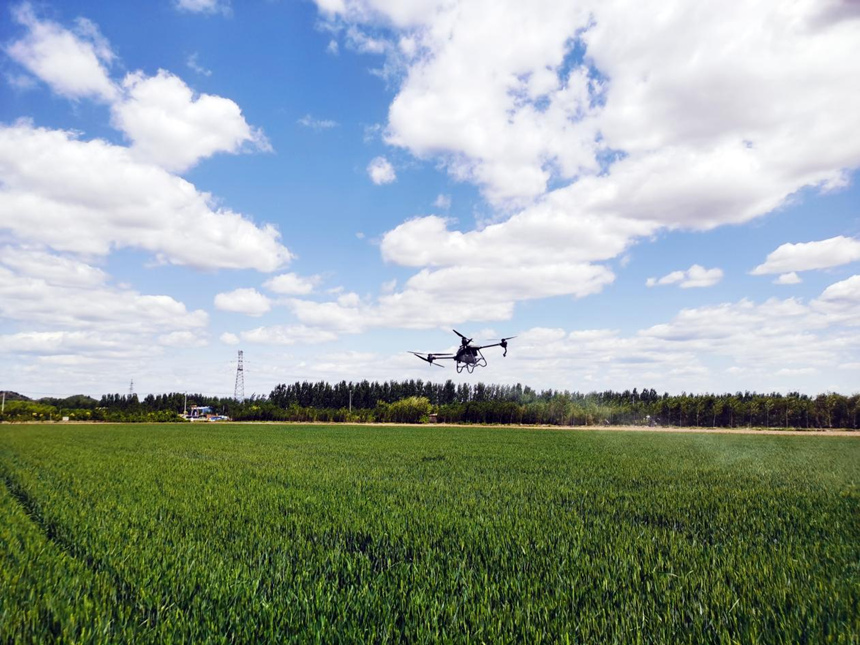 河北省遷安市扣莊鎮(zhèn)海沃之豐合作社利用植保無人機(jī)進(jìn)行“一噴三防”作業(yè)。 張友青攝