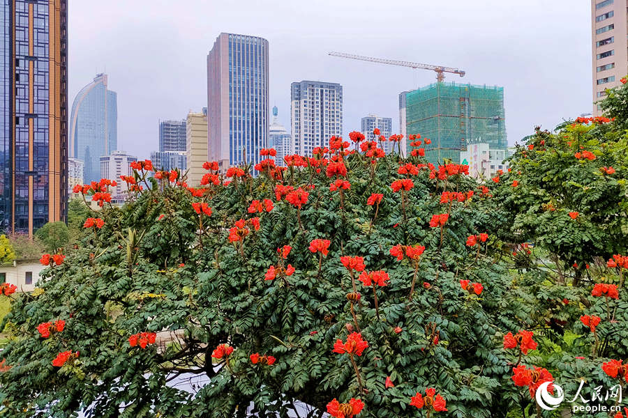 廈門火焰木進(jìn)入盛放期。人民網(wǎng) 陳博攝