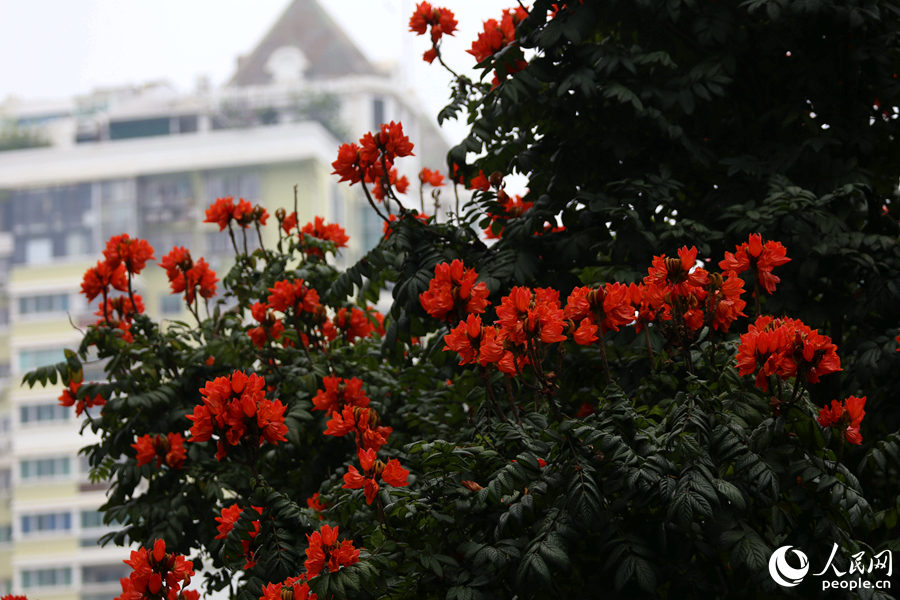 火焰木花朵遠(yuǎn)觀猶如燃燒的火。人民網(wǎng) 陳博攝