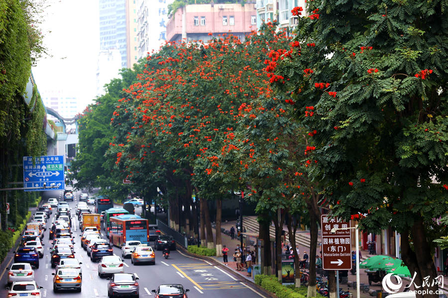 廈禾路兩側(cè)的行道樹頂猶如披上一層紅紗。人民網(wǎng) 陳博攝