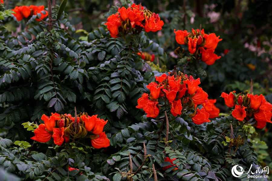 火焰木花朵聚成緊密的傘房式總狀花序。人民網(wǎng) 陳博攝