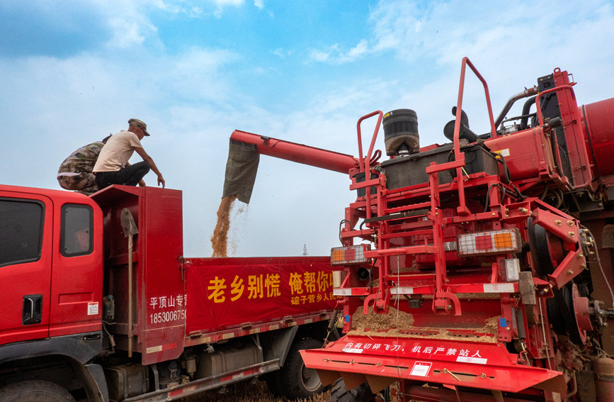 魯山縣組織多種形式的志愿隊伍，幫助困難群眾解決夏收夏種難題。葉全花攝