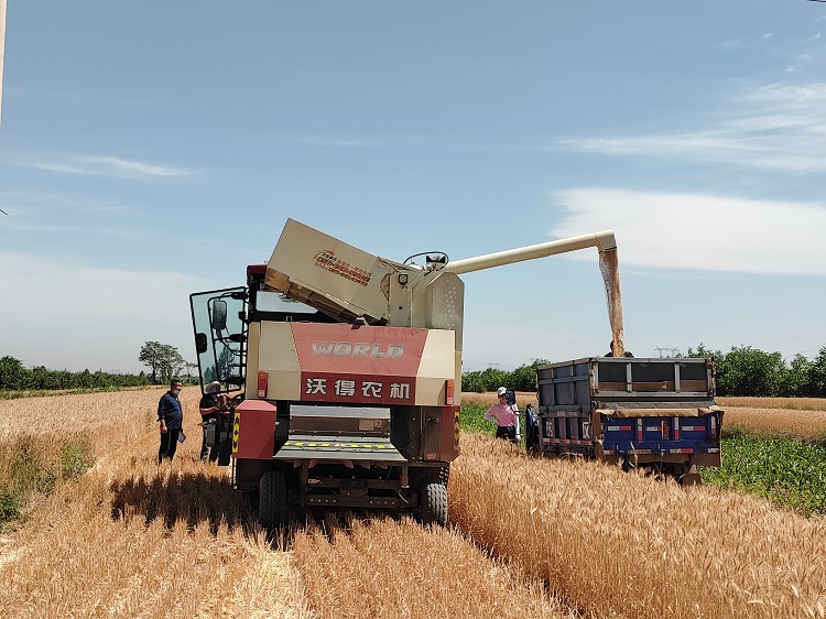 臨汾市堯都區(qū)賈得鄉(xiāng)大王村麥?zhǔn)宅F(xiàn)場(chǎng)。劉婷婷攝