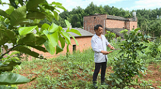 泉塘村村民正在修剪柚子樹樹枝。單位供圖