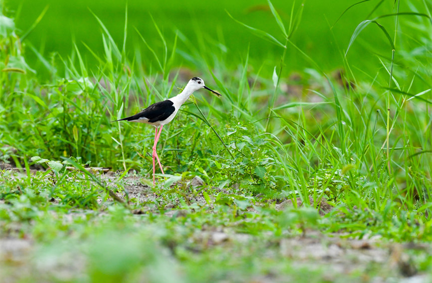 生態(tài)綠屏修復(fù)完成，吸引眾多野生動(dòng)物在此棲息繁衍。翟鑫彬攝