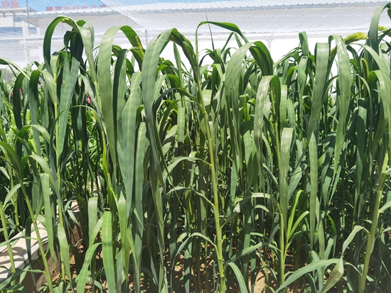 河北省張家口農(nóng)科院試驗(yàn)田中的“張雜谷”正在茂盛生長(zhǎng)。 受訪者供圖