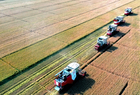今年6月，河北省衡水市阜城縣碼頭鎮(zhèn)戈家墳村的麥田里，大型聯(lián)合收割機(jī)“組團(tuán)”作業(yè)。 苗鳳強(qiáng)攝