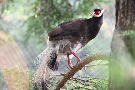 小五臺(tái)山國家級(jí)自然保護(hù)區(qū)繁育基地中的褐馬雞。姚偉強(qiáng)攝
