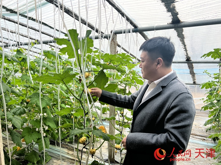 西青區(qū)辛口鎮(zhèn)大杜莊村黨總支書(shū)記、村委會(huì)主任畢紅鴿介紹當(dāng)下大棚里種植的造型奇特的文玩葫蘆。  人民網(wǎng) 孫翼飛攝
