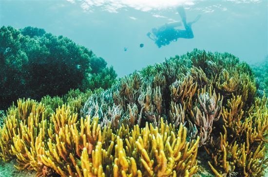 在三亞蜈支洲島附近海域，游客在體驗海底美景。 本報記者 武威 通訊員 韋尚婷 攝