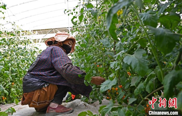 圖為巴珍在地里勞作?！≮w朗 攝