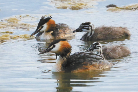 普氏原羚。