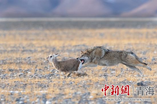 圖為獲獎作品。同海元供圖