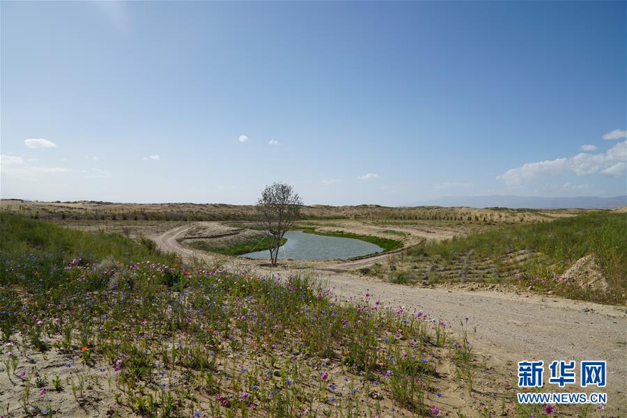 （決戰(zhàn)決勝脫貧攻堅·圖文互動）（4）高原鄉(xiāng)鎮(zhèn)沙珠玉 治沙斗貧成“綠?！薄嗪Ｊ」埠涂h沙珠玉鄉(xiāng)采訪見聞