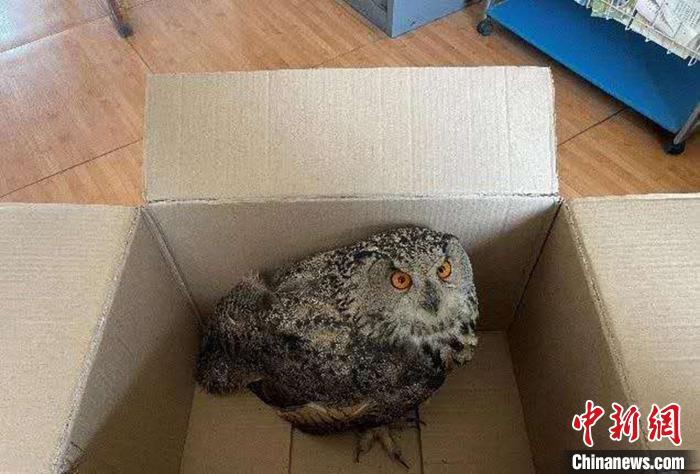 圖為青海省西寧市大通縣公安局森林警察大隊(duì)民警救助的國(guó)家二級(jí)保護(hù)野生動(dòng)物——雕鸮。　青海省公安廳森林警察總隊(duì)供圖 攝