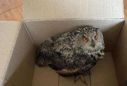 圖為青海省西寧市大通縣公安局森林警察大隊(duì)民警救助的國家二級保護(hù)野生動物——雕鸮?！∏嗪Ｊ」矎d森林警察總隊(duì)供圖 攝