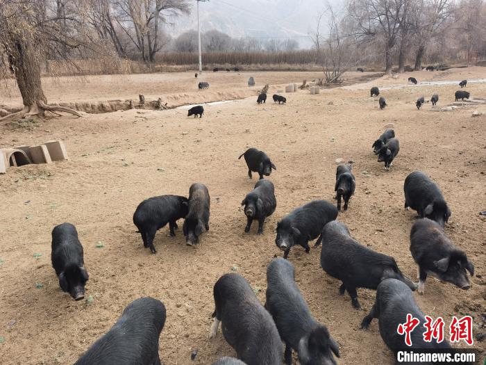 圖為藏香豬?！∑钤鲚?攝