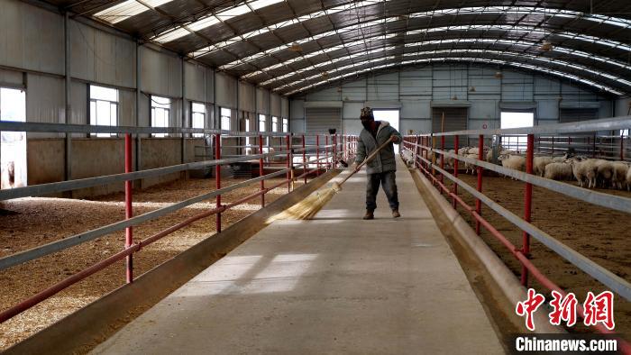 圖為放牧員扎布拉正在打掃羊棚衛(wèi)生?！±铍h 攝