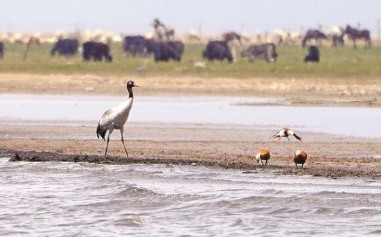  仙女灣一只黑頸鶴正在湖邊覓食。攝影：海東