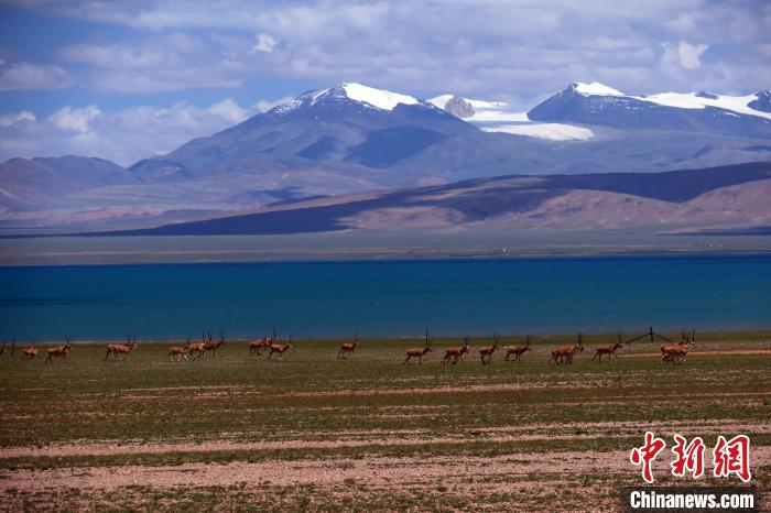 從317國(guó)道遠(yuǎn)眺達(dá)則錯(cuò)，湖岸藏羚羊與雪山美景令人矚目?！?lt;a target='_blank' ><p  align=