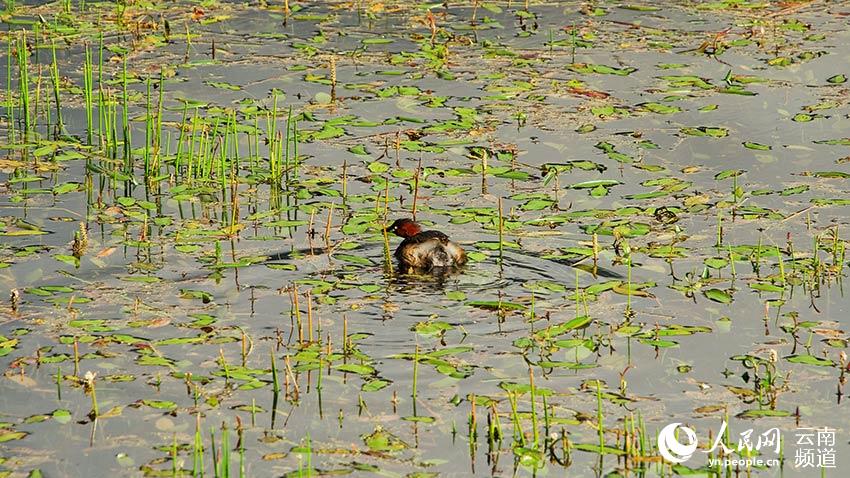 納帕海濕地內(nèi)遷徙停留的鳥。呂昊辰攝