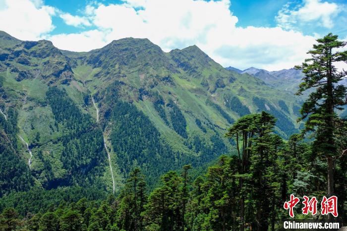 圖為西藏玉麥鄉(xiāng)森林資源。(資料圖) 江飛波 攝