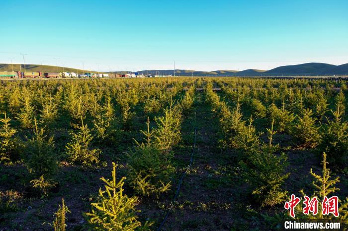 圖為科技團隊在海拔4500米的西藏那曲種出“小森林”，其中超過7成成功越過5個冬天。　江飛波 攝